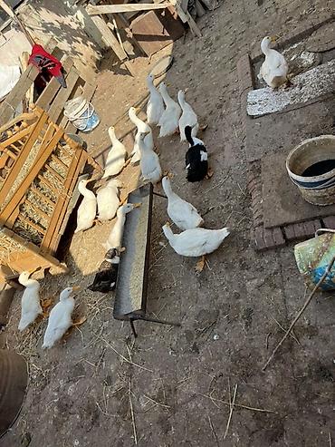 qara avstralorp neyin cinsidir: Sağlam sap sarı yağdılar ən ucuz mən qoymuşam yerim yoxdu xoruzlu — 4