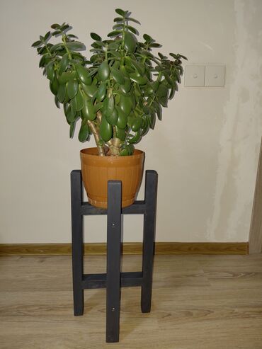 Bitkilər üçün dibçəklər: Taxta bitki stendləri və saksı dayaqları - Material: təbii ağac. Açıq — 15