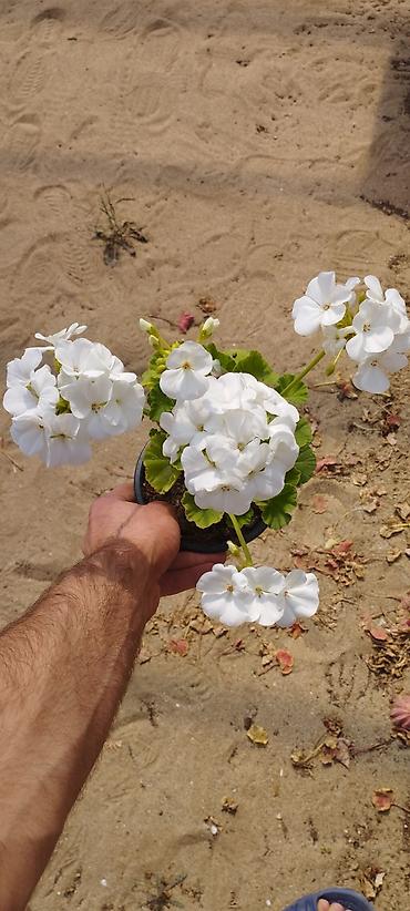 Otaq bitkiləri: Geran zonali Topdan və pərakəndə satış 🌹Hər növ sərfəli dekorativ — 4