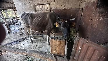 поилка фонтан для кошек: Продаю | Корова (самка) | Для молока | Привязанные — 4