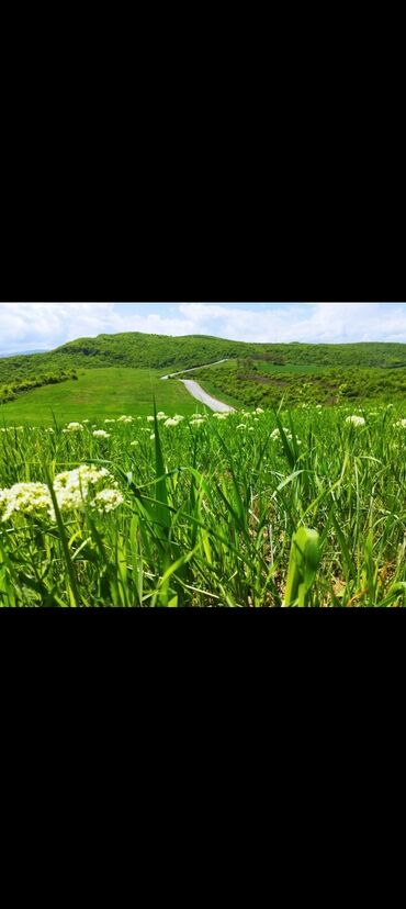 maştağada torpaq: 524 соток, Для строительства, Возможен обмен, Купчая, Договор