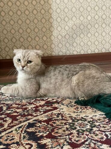 кот шиншилла цена: Ит кууту: Скотиш Фолд (Шотландиялык шалпаң кулак), Эркек, 1 жаш, Документтери менен, Күмүш өңдүү шиншилла