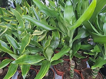 ormar za predsoblje: Dracena, Drvo Života, razne vrste i velicine sa prve slike su od 800 i — 1
