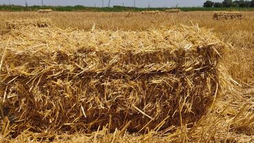 Корма для с/х животных: Продаю пшеничную солому тюкованную с поля в 15 км. от г. Кара Балты