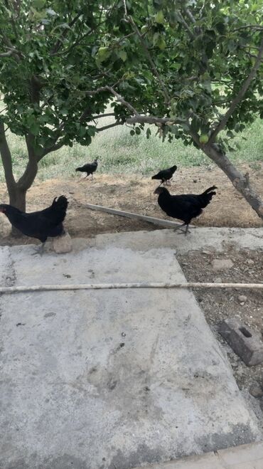 Avstralop fərə bə xoruzlardı