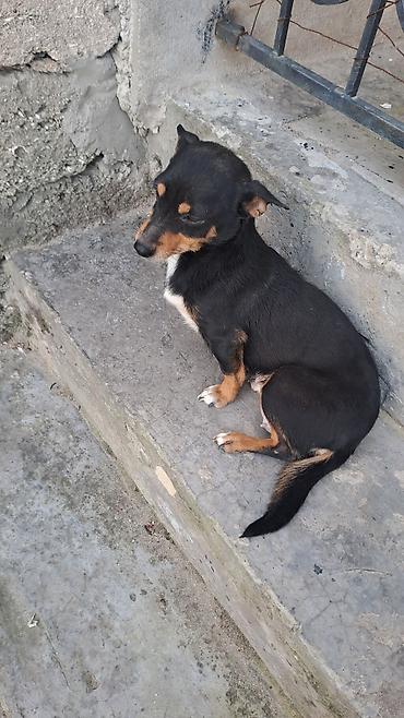 İtlər: Balalar satilir temiz zvanokdu atasiynan anasi ayri cinsdi ama temiz — 7