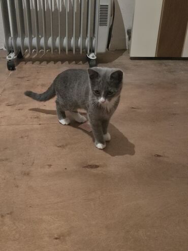 отдать котят в хорошие руки: В добрые руки