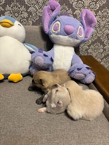 İtlər: Şpitz, 1 ay, Ünvandan götürmə — 9