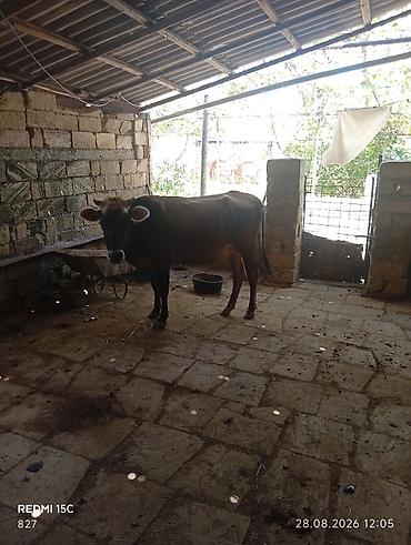 tap az itler kangal: 1ci balasıdi dişi bala 5litrdən çox süd verib indi balası böyüyüb deyə — 4