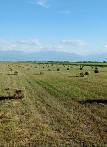 земля в беловодское: 5400 соток, Для сельского хозяйства, Красная книга