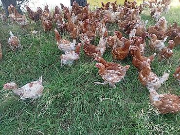 Куры, петухи: Продаю | Куры | Несушки — 2