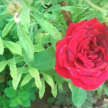 Размещение рекламы: В продаже комнатные цветы и многолетние садовые цветы. 1. Алое вера — 17