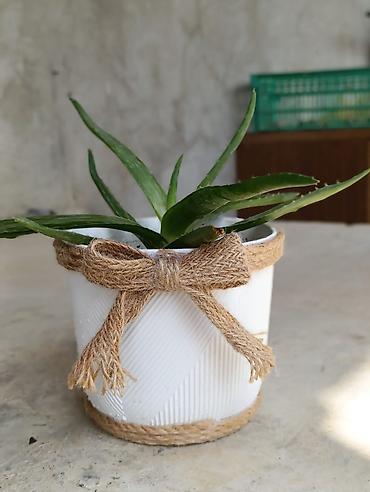 где купить алоэ вера: Aloe vera dekorativ otaq bitkisi – ağ qablarda - Bitki: Aloe vera — 1
