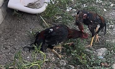 toyuq növləri: Məhsul: Uzunboyun, güclü skeletli cinsindən xoruz Təsvir: - Boyun və — 6