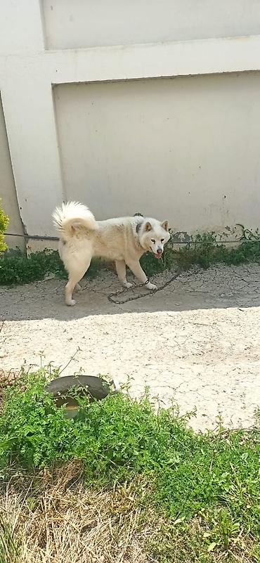 Akita erkek cütleşdirilir !!! Ağ tüklü, orta-böyük ölçülü it lalafo.az -da Akita erkek cütleşdirilir !!! Ağ tüklü, orta-böyük ölçülü it