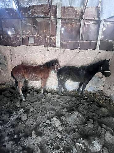 Лошади, кони: Продаю | Жеребенок | На забой — 9