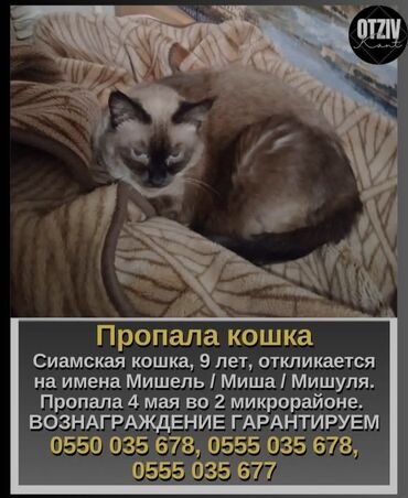 Находка и пропажа кошек: Пропала : Сиамская, Девочка, Белый