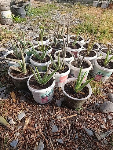 купить перлит: Алоэ вера (Aloe barbadensis) в горшках - Крупные взрослые розетки с — 10