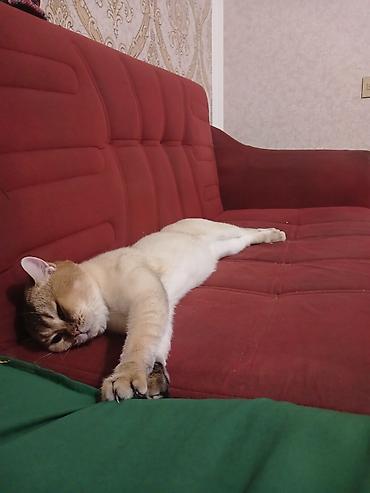 Pişiklər: Britan, Cütləşmə üçün — 4