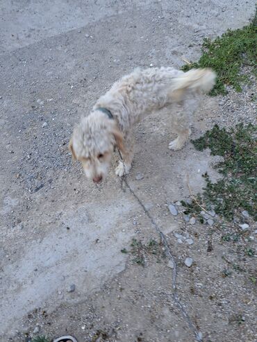 satılan itler: Pudel, 7 ay, Erkek, Peyvəndli