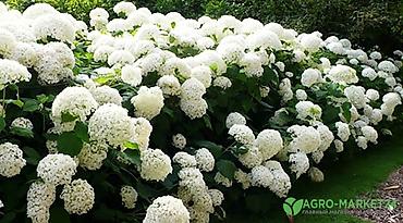 Газон: САЖЕНЦЫ САМШИТЫ саженцы кустарников саженцы магнолии саженцы олеандра at lalafo.kg — 5 Газон: САЖЕНЦЫ САМШИТЫ саженцы кустарников саженцы магнолии саженцы олеандра — 5