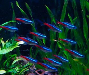 Akvariumlar: Baliq neon рыба неон alverçilər narahat etməsin