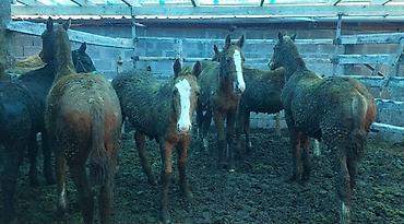 Лошади, кони: Продаю | Жеребенок | Дончак | Для разведения | Племенные — 4