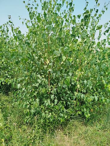 Берёза: Саженцы Платная доставка — 15