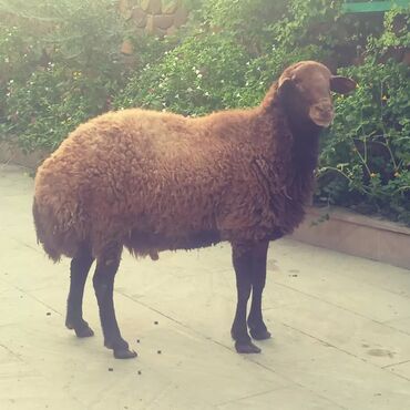 qurbanlıq qoyun qiymətləri: Qoyun. Qoc. Damazliq Qala cinsi saglam qizgin qocdur. Heyvana soz ola