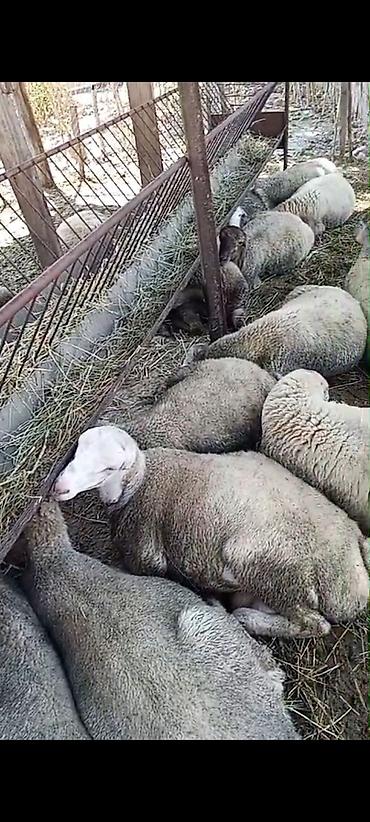 ev itləri balaca: Qoyun sürüsü – ət və damazlıq üçün - Növ: Yerlilərdən qarışıq — 3