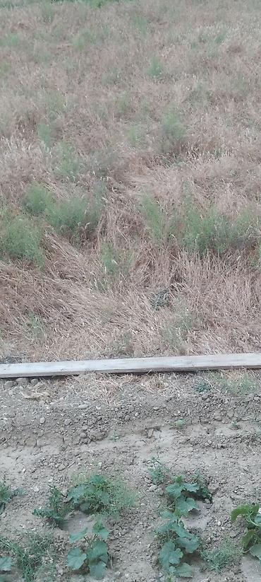 Torpaq sahələrinin satışı: Kənd təsərrüfatı — 3