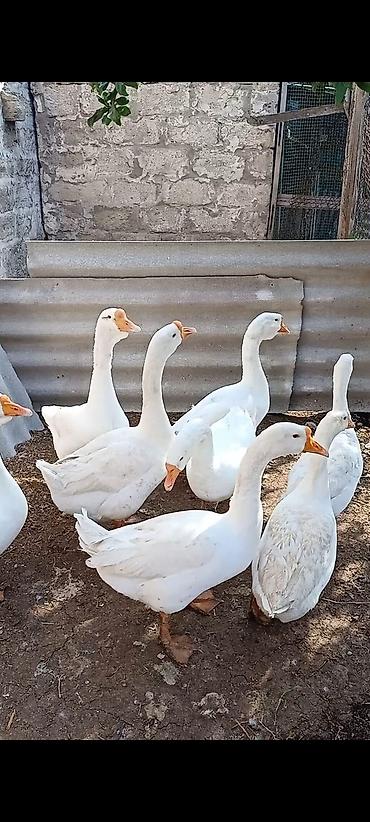 bildircin eti satisi: Ağ qaz sürüsü ancaq zeg vuyun tecli satlir - Növ: ağ ev qazları - — 1