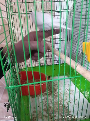 Птицы: Korella 50 azn papuqay 15 azn Nimfa (cockatiel) cütlüyü və qəfəs dəsti — 4