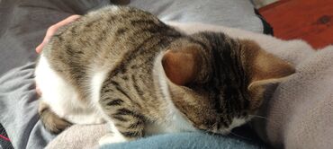 Pişiklər: Tabbi, Dişi, Yaxşı əllərə, Pulsuz çatdırılma — 29