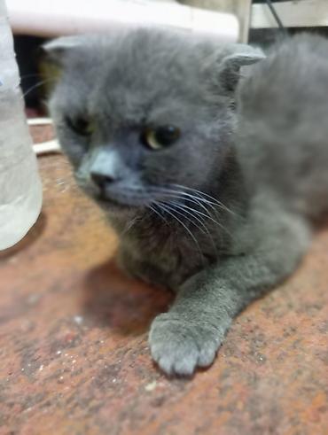 Шотландская кошка (скоттиш-фолд), окрас сплошной серый (blue)