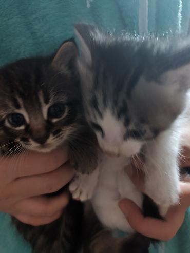 котята дарлм: Котята, 2 малыша из одного помёта: - Окрас: один тигровый табби с — 8