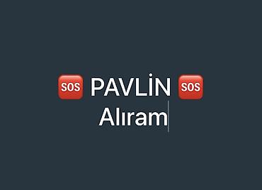 xarici it adları: Salam Aleykum. PAVLİN kimdə varsa yazsn alıram… — 1