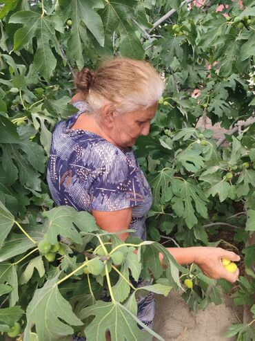 Quru meyvələr: Pirşaĝı quru enciri. Yayda Pirşaĝıda quruduruq. Kohne sovet krovatinda — 6
