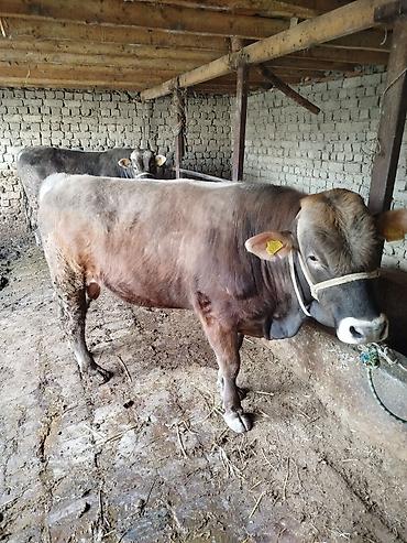 Коровы, быки: Продаю | Бык (самец) | Швицкая | На откорм | Привязанные — 4