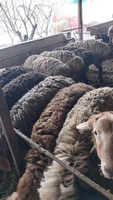 овцы романовской породы: Продаю | Баран (самец) | На забой