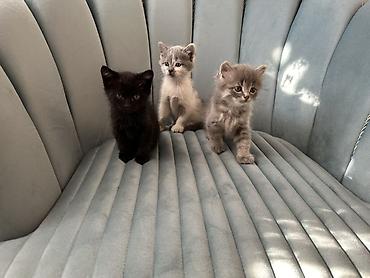 белая персидская кошка: Котята-домашние малыши - Три очаровательных котёнка: дымчато‑серый — 3
