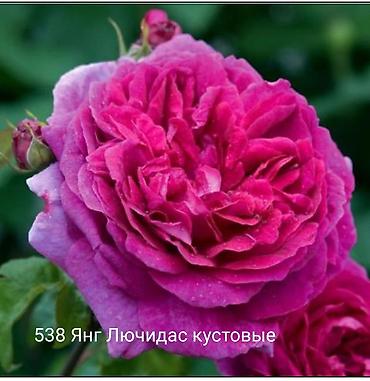 Rose saplings: Кустовые розы — сорта: - Э Шропшир Эд (№534): густомахровые — 7