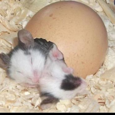 Хомяки: Продаются хомячки джунгарские, сирийские, ангорские пушистые хомячки — 11