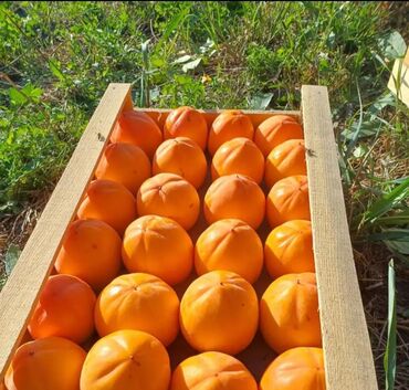 Tinglər: Məhsul: meyvə tingləri Xüsusiyyətlər: - Hər növ meyvə tingləri — 17