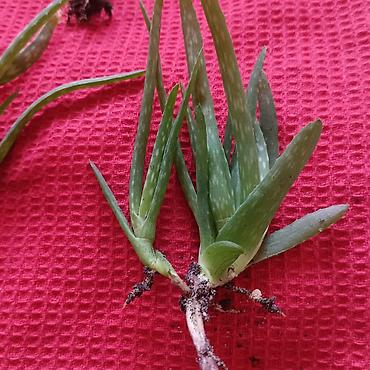 cvece difenbahija: Aloe aristata (mlade rozete/pelceri) - Vrsta: sukulent Aloe aristata — 1