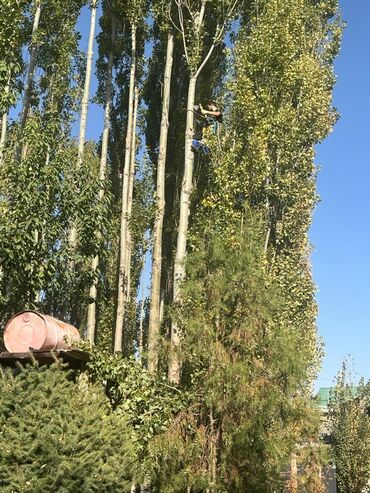 обувь для охоты: СПИЛ ДЕРЕВО!🌳🌲🌳 Профессиональная обрезка и спил высоких деревьев