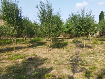 Torpaq sahələrinin satışı: 24 sot, Kənd təsərrüfatı, Kupça (Çıxarış) — 3