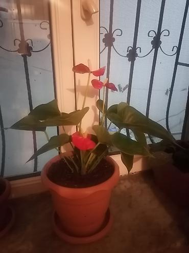 orxideya gülü: Dekorativ dibçək güldə anturium (Anthurium) təqdim olunur. Bitki iri — 2