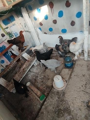 Toyuqlar: Toyuq, Brama, Damazlıq, Ünvandan götürmə — 4