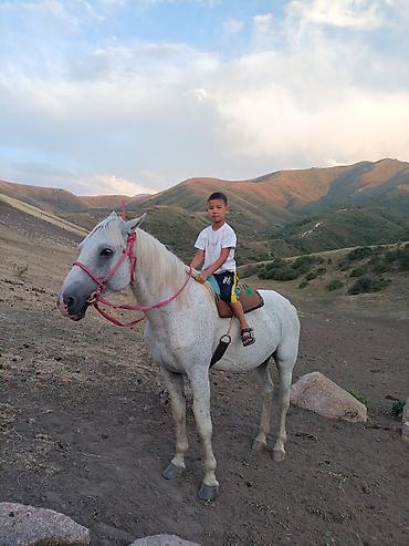 Лошади, кони: Продаю | Конь (самец) | Рабочий, Для разведения, Конный спорт | Мерин — 7